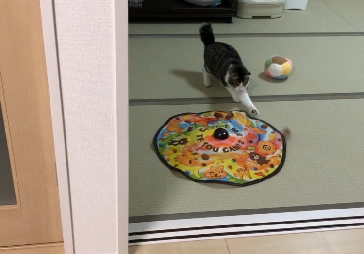キャッチ・ミー・イフ・ユー・キャン2で遊ぶ猫