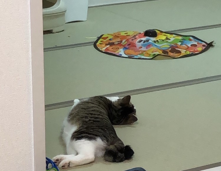 キャッチ・ミー・イフ・ユー・キャン2で遊び疲れた猫