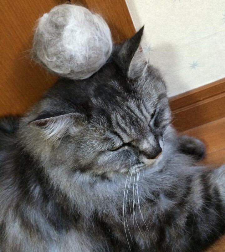 毛玉ボールを頭に載せる猫