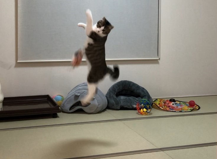 躍動的な猫