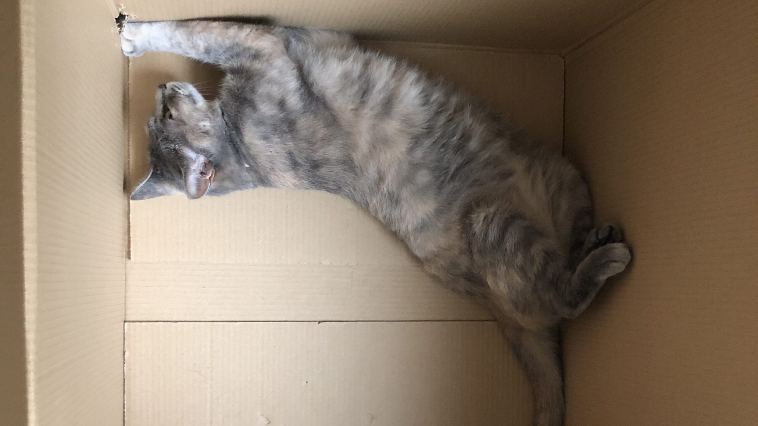 魅惑のボディを披露するモカ様